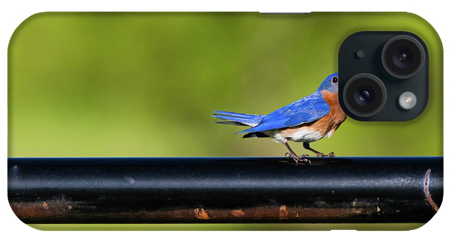Easternbluebird iPhone Case featuring the photograph Bluebird of Happiness by Pam Rendall