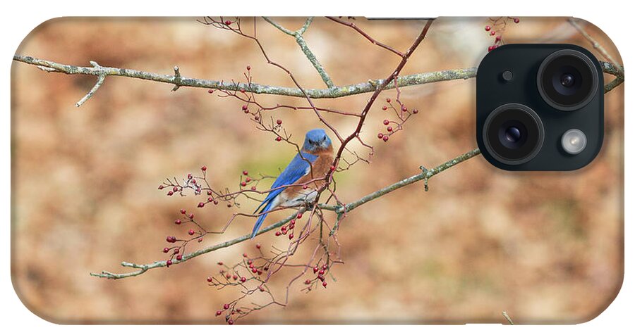 Bird iPhone Case featuring the photograph Bluebird on a Branch by Amelia Pearn