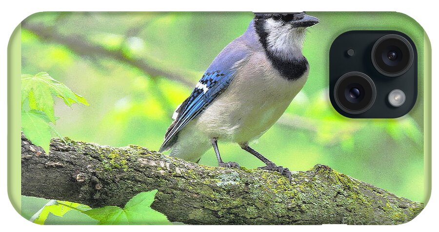 Blue Jay iPhone Case featuring the photograph Bluesy May by Tami Quigley