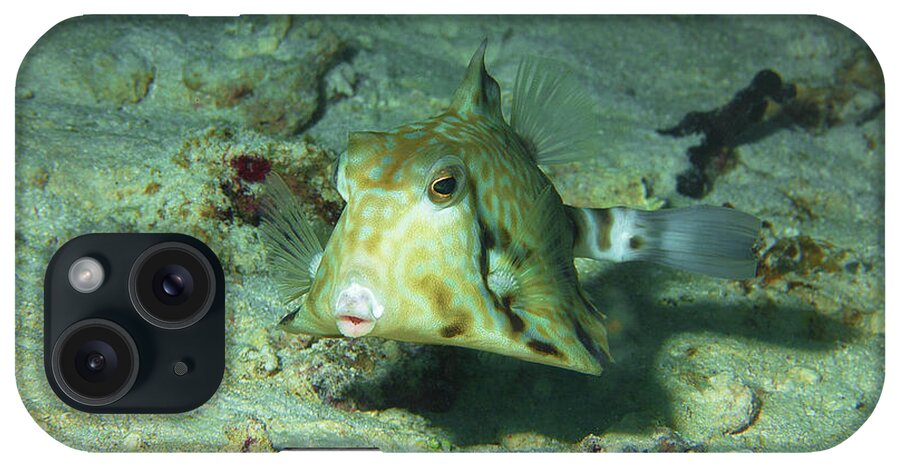 Boxfish iPhone Case featuring the photograph Boxfish - You will love this photograph of that cute fish - by Ute Niemann