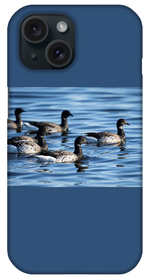 Bird iPhone Case featuring the photograph Brants on Blue by Linda Bonaccorsi