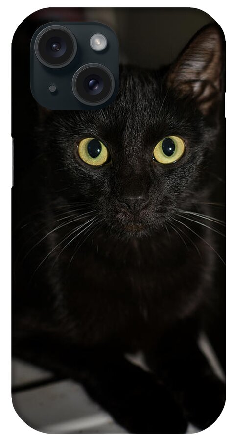 Cat iPhone Case featuring the photograph Bright Eyes by DArcy Evans