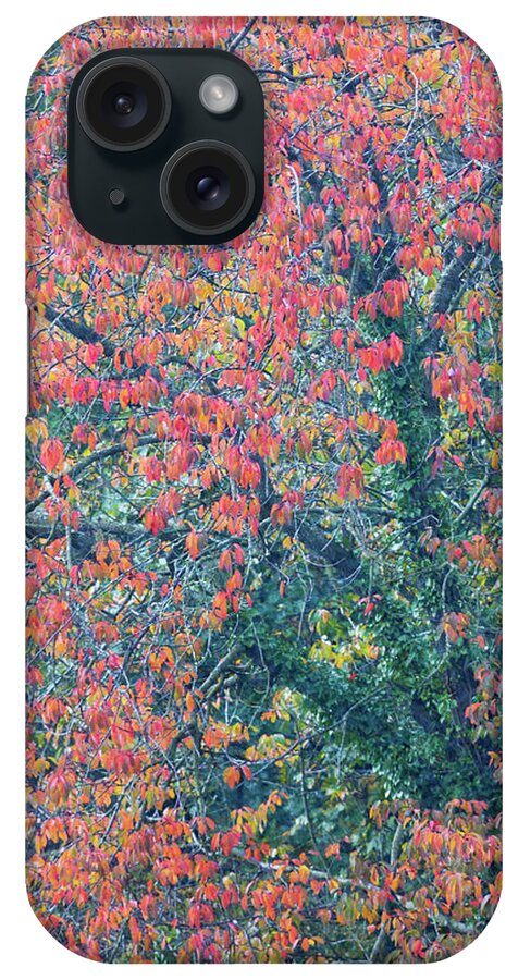 Wild Cherry iPhone Case featuring the photograph Bright red leaves of Wild Cherry in Autumn by Anita Nicholson
