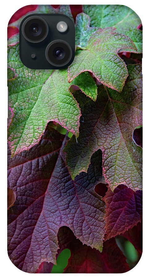 Nature iPhone Case featuring the photograph Brilliant Oakleaf by Gina Fitzhugh