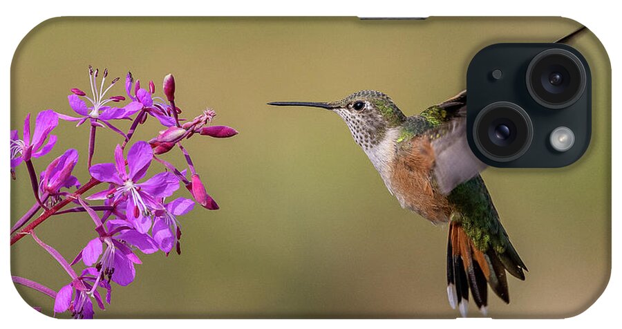 Hummingbird iPhone Case featuring the photograph Broad-tailed Hummingbird and Fireweed by Tony Hake