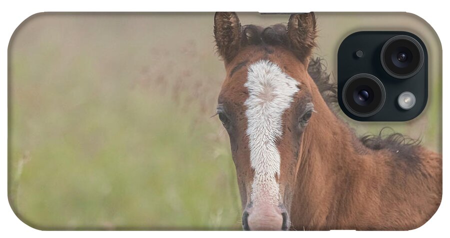 Wild Horse iPhone Case featuring the photograph Broadfoot Colt by Holly Ross