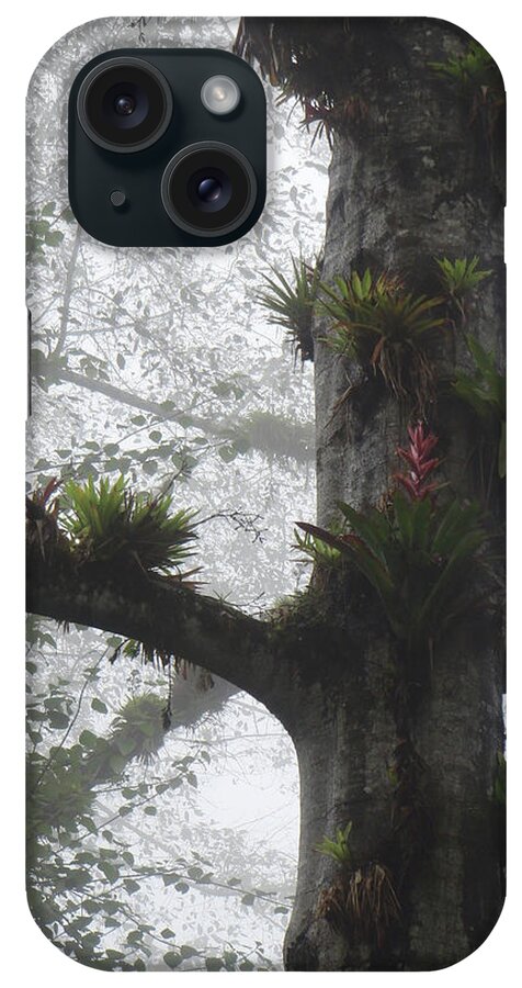 Bromeliads iPhone Case featuring the photograph Bromeliads on Top of Cerro Uyuca 2 by Teresamarie Yawn