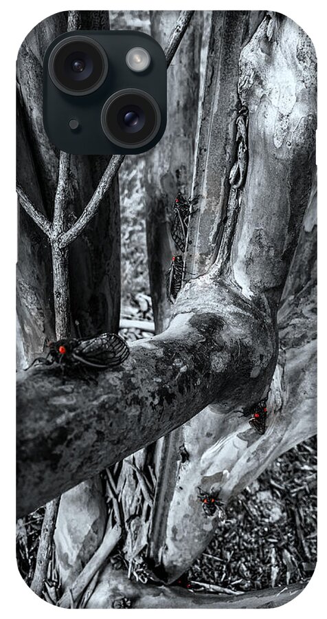 Brood X iPhone Case featuring the photograph Brood X Cicadas by Chris Montcalmo