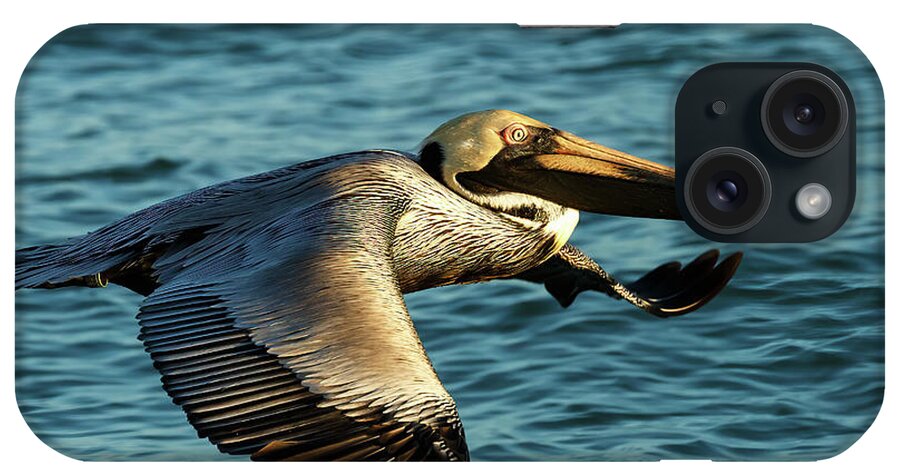Birds iPhone Case featuring the photograph Brown Pelican by David Lee