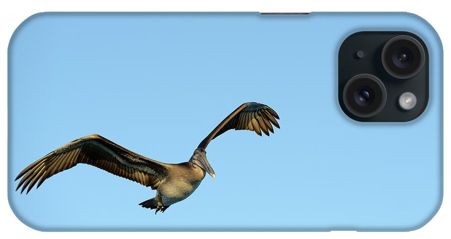 Republic Of Ecuador iPhone Case featuring the photograph Brown Pelican, Pelecanus occidentalis, Elizabeth Bay, Isabela Island, Galapagos Islands, Ecuador by Kevin Oke