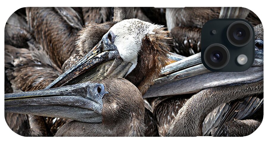 Pelican iPhone Case featuring the photograph Brown Pelicans by Vivian Krug Cotton