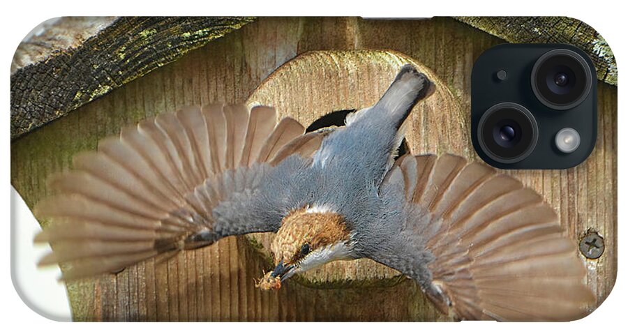 Brown Headed Nuthatch iPhone Case featuring the photograph Brown Headed Nuthatch Flight by Jerry Griffin