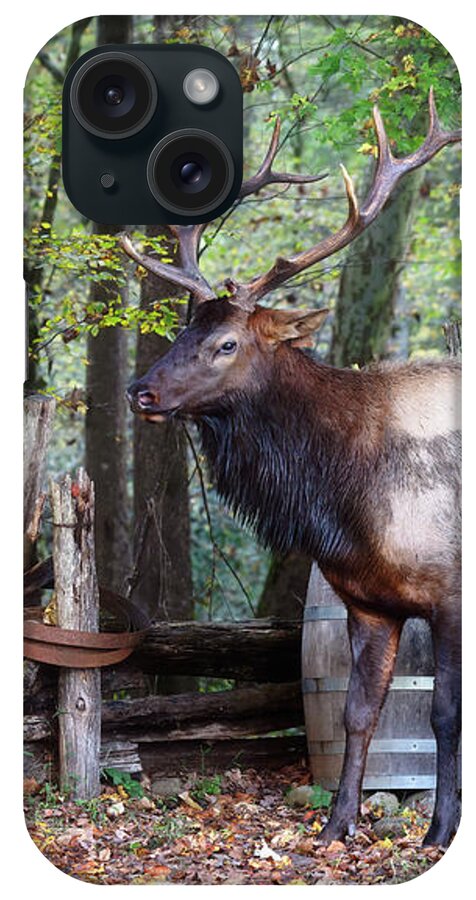 Elk iPhone Case featuring the photograph Bull Elk on the Farm - Smoky Mountains by Susan Rissi Tregoning