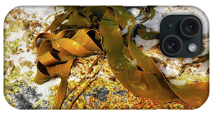 Bull Kelp. Kelp iPhone Case featuring the photograph Bull Kelp on Rock by Lexa Harpell