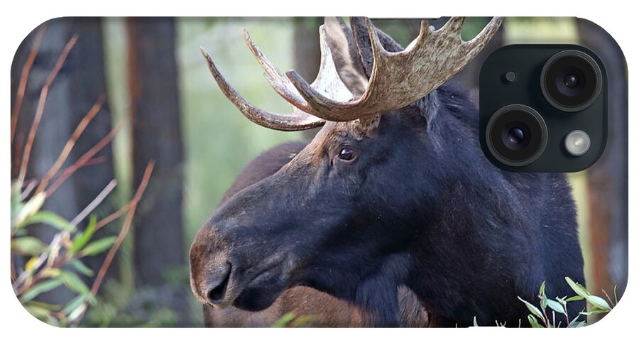 Bull iPhone Case featuring the photograph Bull Moose in Early Morning by Jean Clark