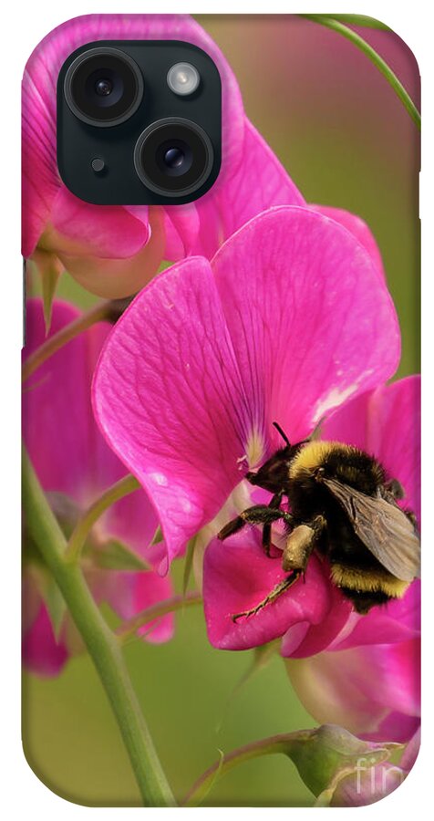 Bombus Californicus iPhone Case featuring the photograph Bumble Bee on Peavine #1 by Nancy Gleason