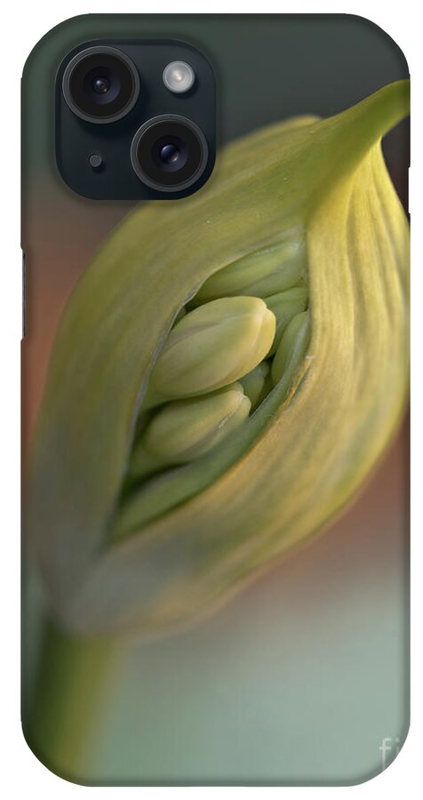 Curious Born Burst Sunny Togetherness Agapanthus Bud Pod White Red Yellow Green Family Care Tender Creative Contemporary Associative Sentimental Soft Pastel Beautiful Artistic Flower Emotional Spiritual Cheerful Delightful Pretty Sweet Idyllic Serenity Happy Elegance Pleasing Stylish Inspirational Romantic Charming Aesthetic Attractive Poetic Impression Impressionistic Stunning Fabulous Still-life Delicate Gentle Together Bonded Watercolor Togetherness Smile Pleasant Effective Macro Close Up iPhone Case featuring the photograph Burst of pod as buds relief - birthday for new flowers, white agapanthus by Tatiana Bogracheva