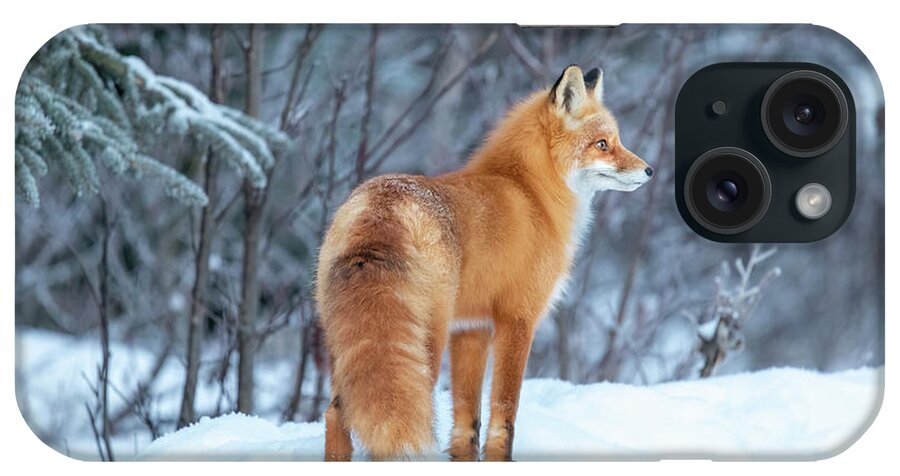 (vulpes Vulpes) iPhone Case featuring the photograph Bushy-Tail Fox in Winter Forest by James Capo