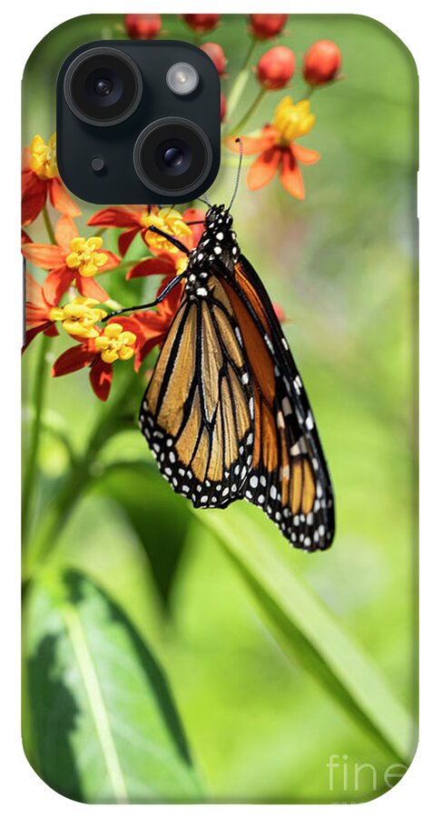 Wayne Moran Photograpy iPhone Case featuring the photograph Butterflies and Flowers West Martello Tower Key West Garden Club Key West Florida by Wayne Moran