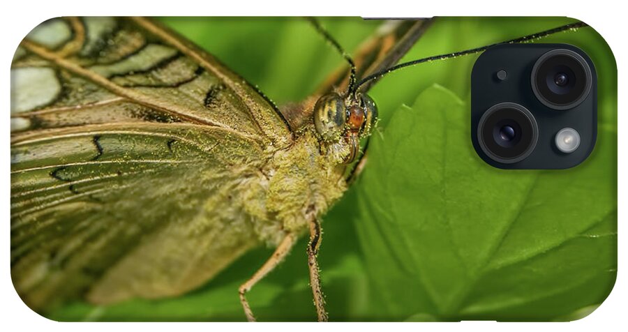 Butterfly iPhone Case featuring the photograph Butterfly 2 by Olga Hamilton