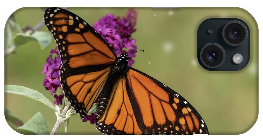 Monarch Butterfly iPhone Case featuring the photograph Butterfly Art by Sandra J's