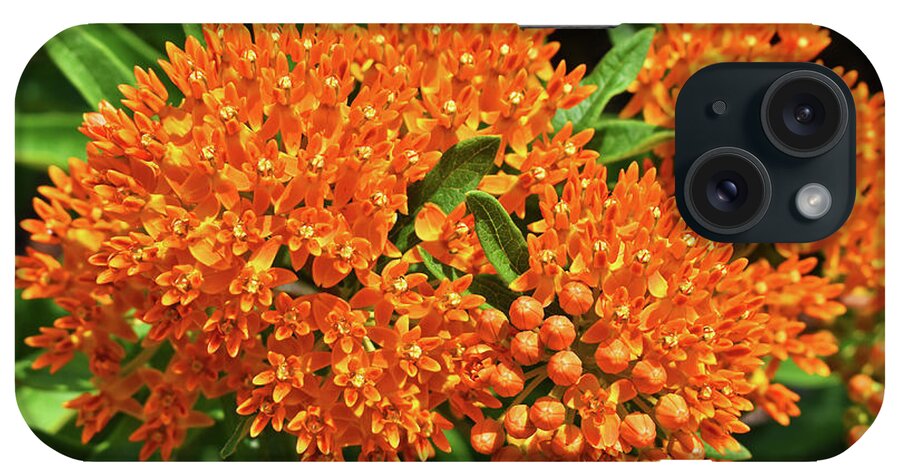 Foliage iPhone Case featuring the photograph Butterfly Attraction by Linda Brittain