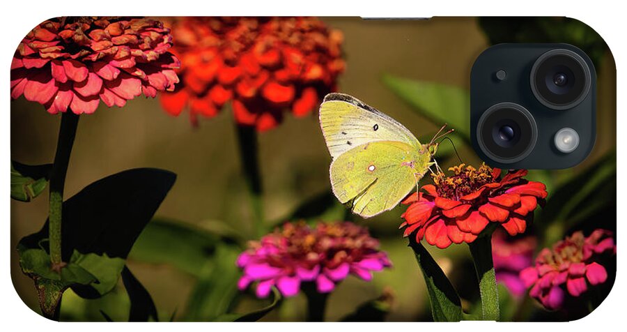 Zinnias iPhone Case featuring the photograph Butterfly Colors by Pam Rendall