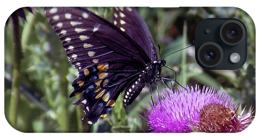 Butterfly iPhone Case featuring the photograph Butterfly on a Thistle by Shirley Dutchkowski