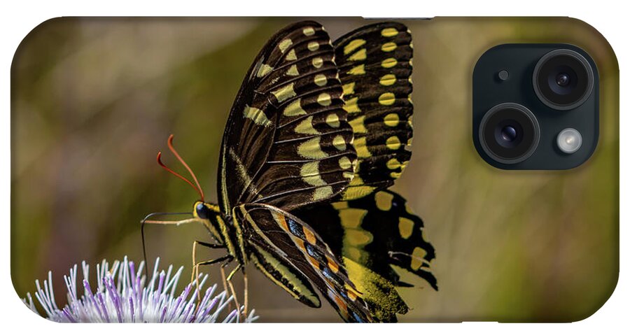 Butterfly iPhone Case featuring the photograph Butterfly on Thistle by Tom Claud