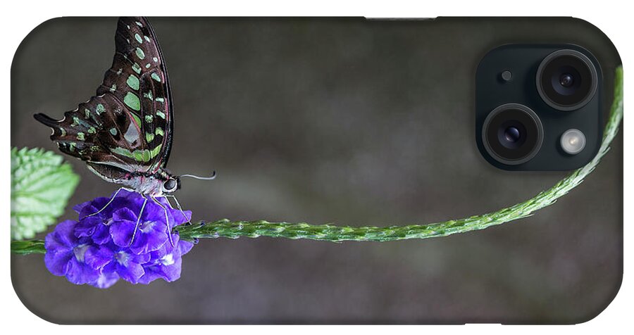 Butterfly iPhone Case featuring the photograph Butterfly - Tailed Jay II by Patti Deters