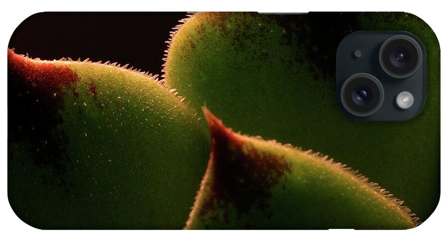 Macro iPhone Case featuring the photograph Cactus 9609 by Julie Powell