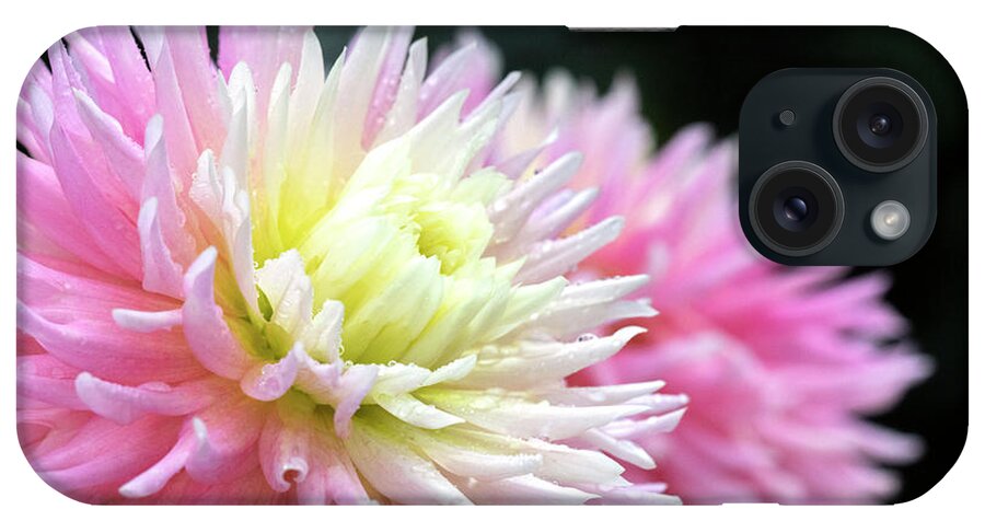 Cactus iPhone Case featuring the photograph Cactus Dahlia by Patty Colabuono