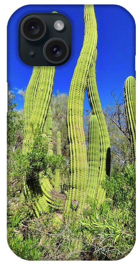 Icon iPhone Case featuring the photograph Cactus Sway by Judy Kennedy
