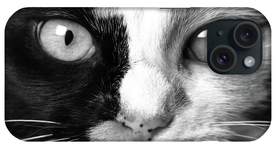 Calico iPhone Case featuring the photograph Calico Eyes by John Hartung  ArtThatSmiles com