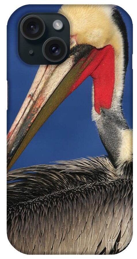 Birds iPhone Case featuring the photograph California Brown Pelican Focus by John F Tsumas