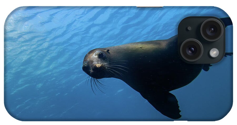Seal iPhone Case featuring the photograph California Sea Lion by Brian Weber