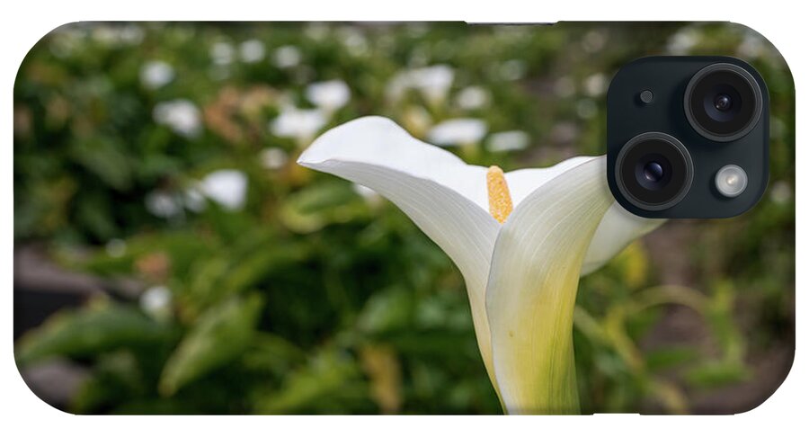 Calla Lily iPhone Case featuring the photograph Calla Lily Charm by Margaret Pitcher