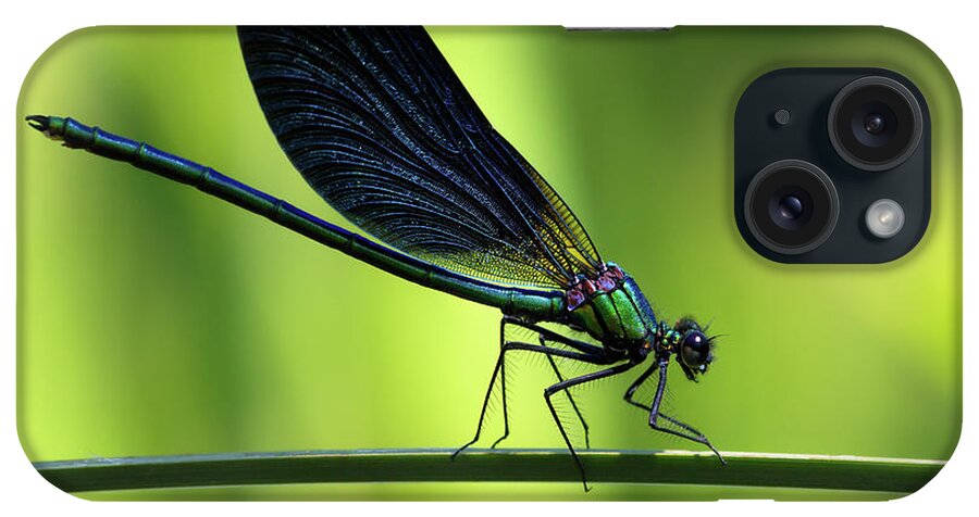 Calopteryx iPhone Case featuring the photograph Calopteryx virgo - the Beautiful Demoiselle by Olivier Parent