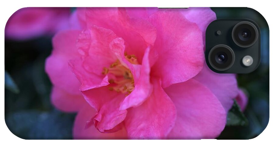 Camellia iPhone Case featuring the photograph Pink Camellia by Mingming Jiang