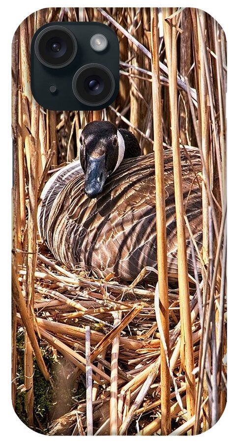 Arboretum iPhone Case featuring the photograph Canada Goose on Nest - Madison, Wisconsin by Steven Ralser