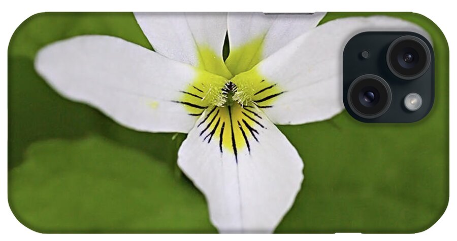 Canada Violet iPhone Case featuring the photograph Canada Violet by Bob Falcone