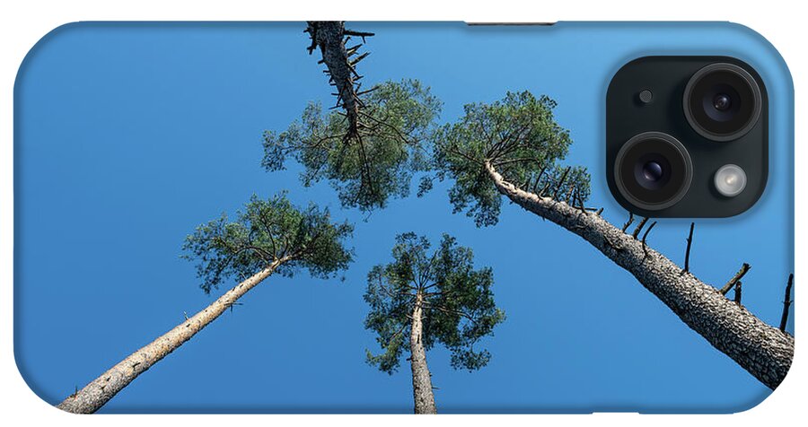 Tree iPhone Case featuring the photograph Canopies And Stems Of Four High Conifers Growing Close Together To The Blue Sky by Andreas Berthold