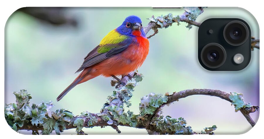 Beaufort County iPhone Case featuring the photograph Captivating Colors The Painted Bunting of Hunting Island State P by Kim Seng