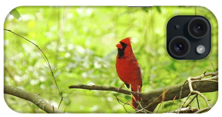 Nature iPhone Case featuring the photograph Cardinal 84 by Lizi Beard-Ward