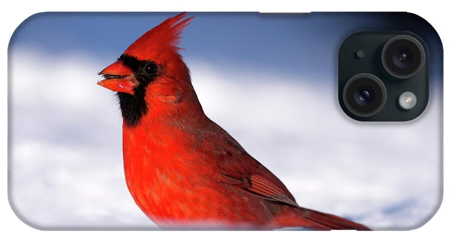 Cardinal iPhone Case featuring the photograph Cardinal on the Snow by Flinn Hackett
