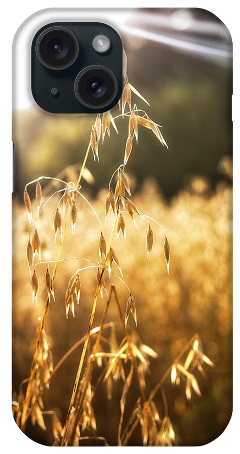 Agriculture iPhone Case featuring the photograph Caressed by the autumn sun by Maria Dimitrova