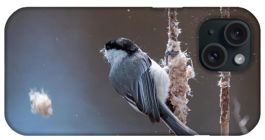 Action iPhone Case featuring the photograph Carolina Chickadee Feeding on Cattail by Liza Eckardt
