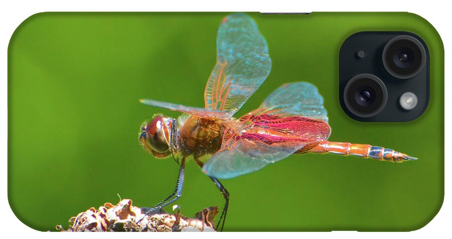 Dragonfly iPhone Case featuring the photograph Carolina Saddlebags Dragonfly by Jerry Griffin