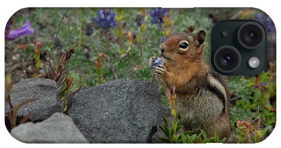 Callospermophilus Saturatus iPhone Case featuring the photograph Cascade Golden-Mantled Ground Squirrel with Flower Snack #2 by Nancy Gleason