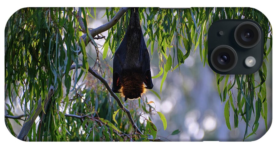 Grey-headed Flying Fox iPhone Case featuring the photograph Catching Some Rays by Neil Maclachlan